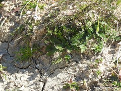 Hippocrepis ciliata