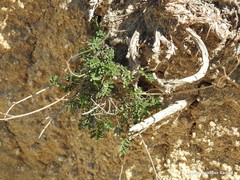 Astragalus glaux