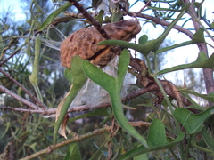 Araujia brachystephana