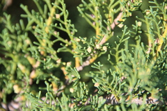 Microbiota decussata