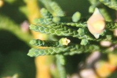 Microbiota decussata