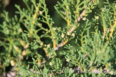 Microbiota decussata