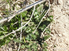 Sonchus asper