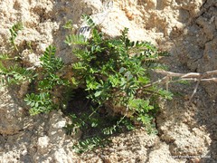 Hippocrepis ciliata