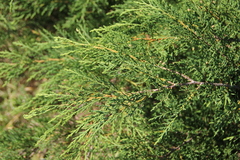 Microbiota decussata