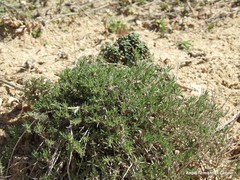 Thymus zygis sylvestris