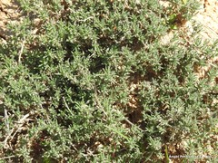 Thymus zygis sylvestris