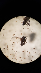 Austrosimulium australense