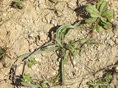 Plantago albicans