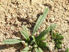 Echium vulgare pustulatum
