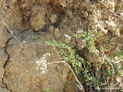 Astragalus glaux