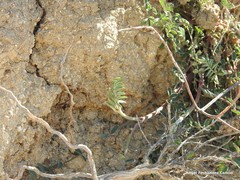 Astragalus glaux