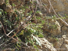 Astragalus glaux