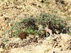 Helianthemum asperum