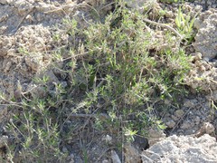 Thymus zygis sylvestris