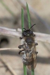 Andrena nycthemera