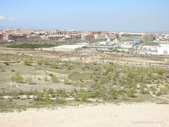 Retama sphaerocarpa