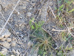 Scorzonera angustifolia