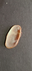 Barbatia domingensis