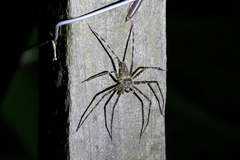 Heteropoda boiei