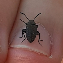 Coleoptera