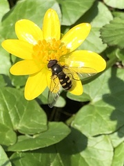 Melangyna lasiophthalma