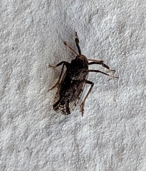 Asiracinae