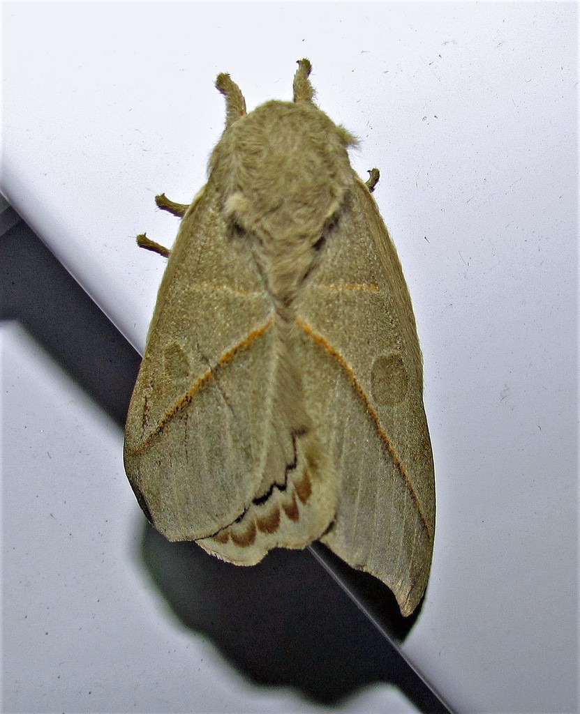 Leucanella heisleri