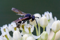 Euodynerus leucomelas