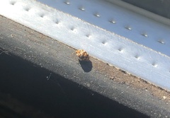 Anthrenus verbasci