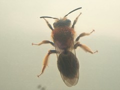 Andrena haemorrhoa