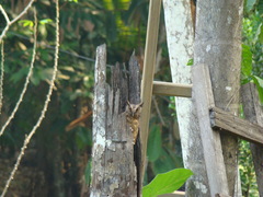 Megascops watsonii usta