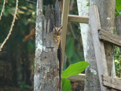 Megascops watsonii usta