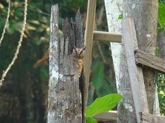 Megascops watsonii usta