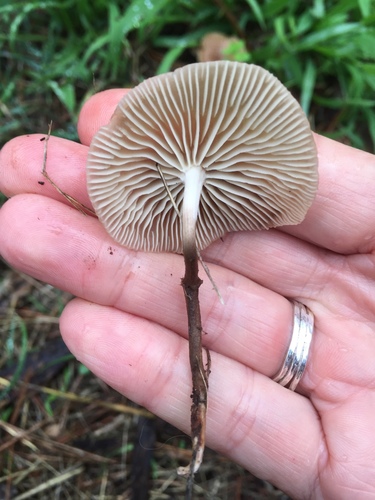 Collybiopsis subpruinosa