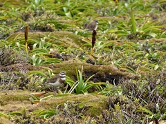 Charadrius bicinctus exilis