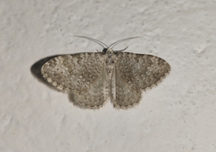 Coenotephria