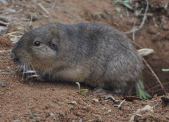 Cratogeomys castanops