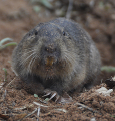 Cratogeomys castanops