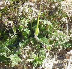 Hippocrepis ciliata