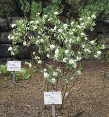 Daphne alpina