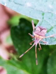 Leptoglossus chilensis