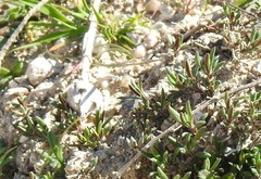 Hippocrepis ciliata