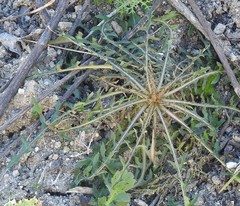 Scorzonera angustifolia