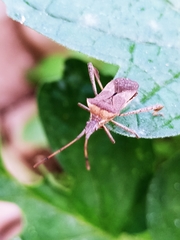 Leptoglossus chilensis