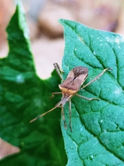 Leptoglossus chilensis
