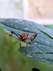 Leptoglossus chilensis