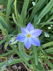 Ipheion