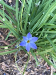 Ipheion