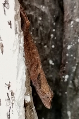Anolis lemurinus